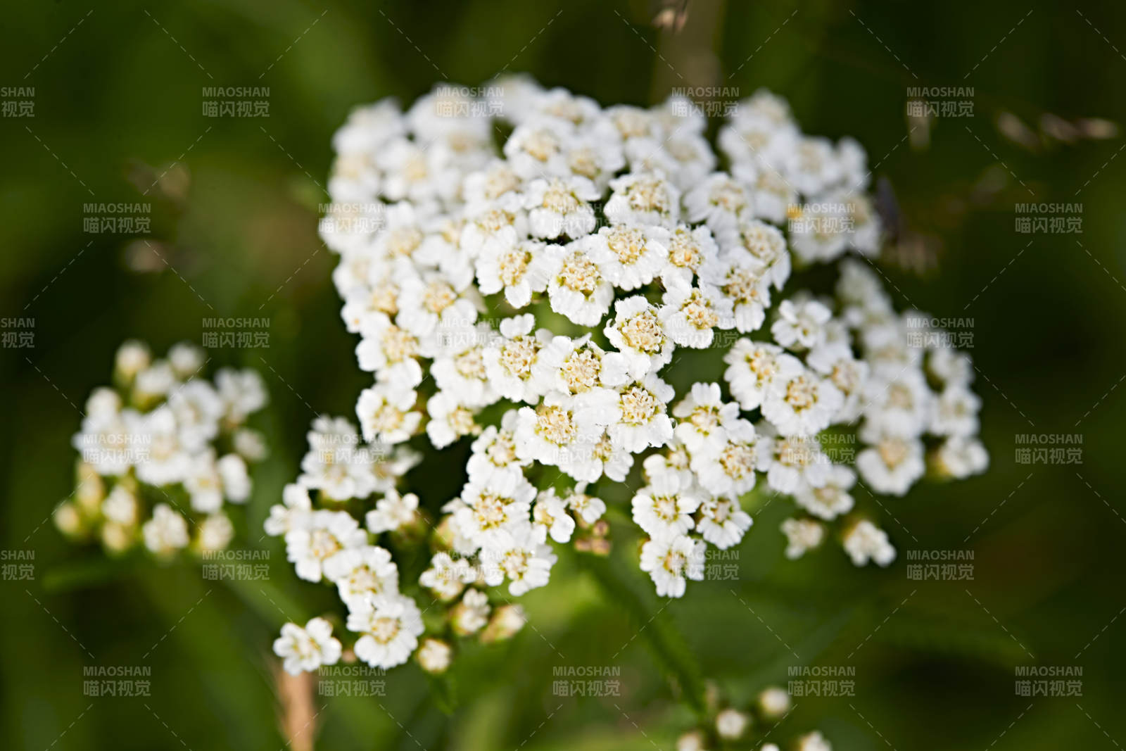盛夏坝上草原绽放盛开的野花微距摄影图片