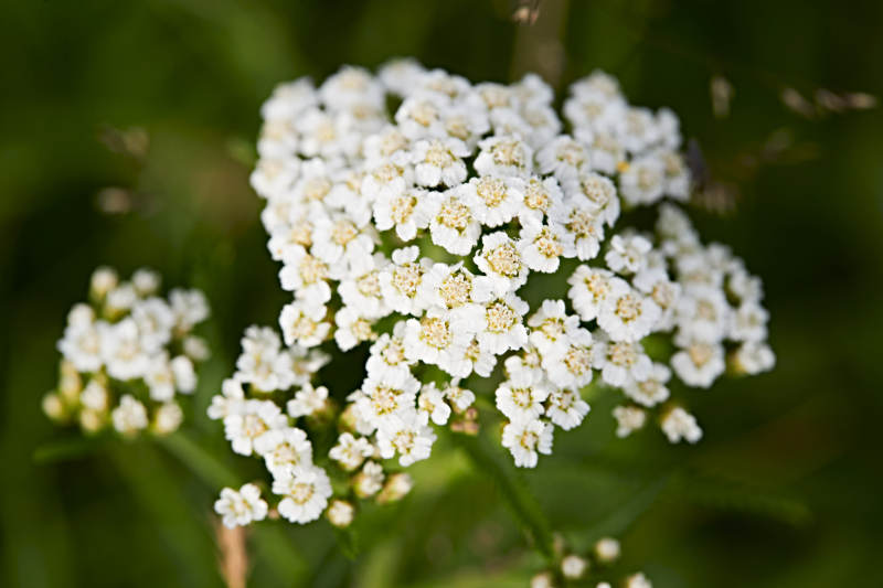 盛夏坝上草原绽放盛开的野花微距摄影图片