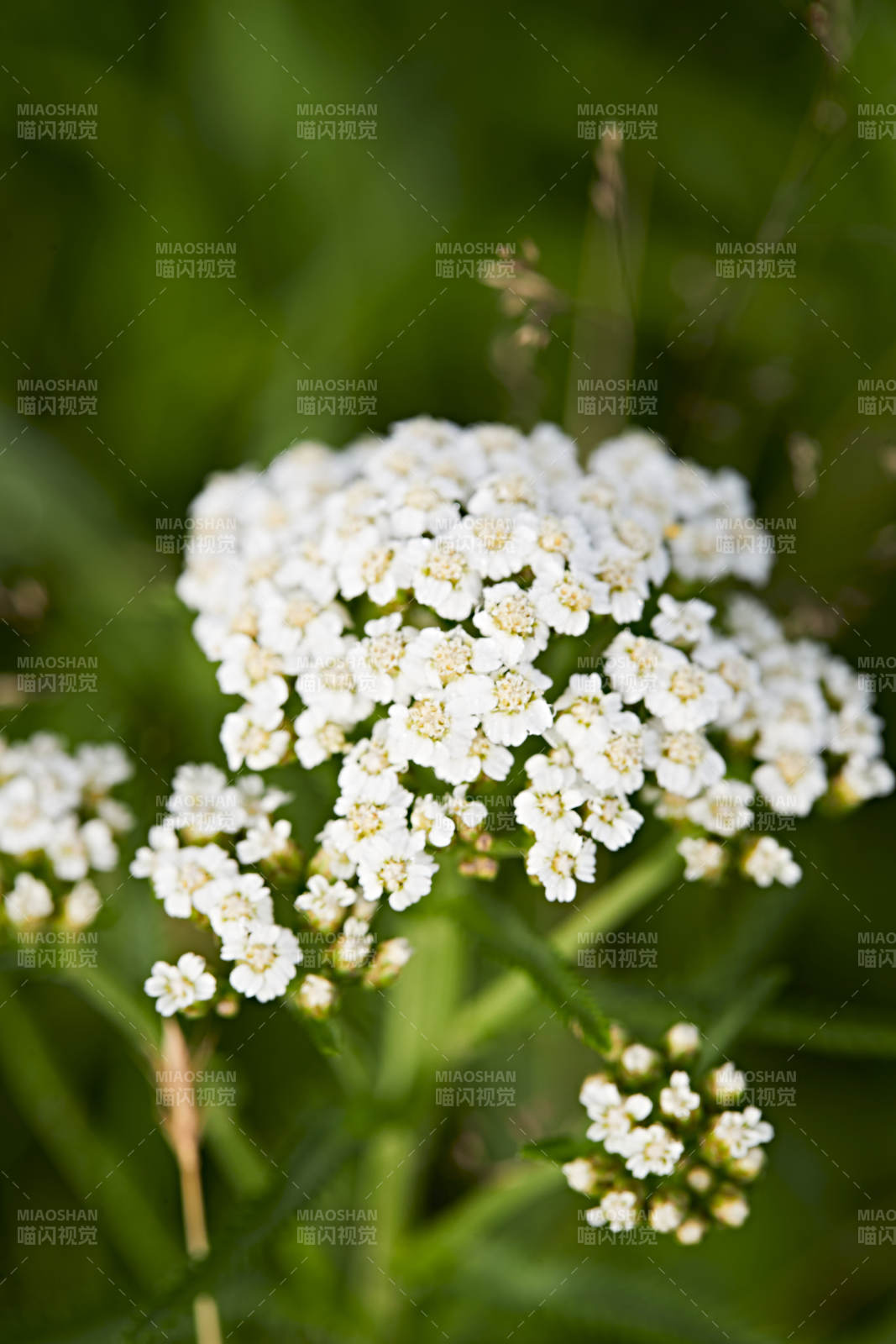 盛夏坝上草原绽放盛开的野花微距摄影图片