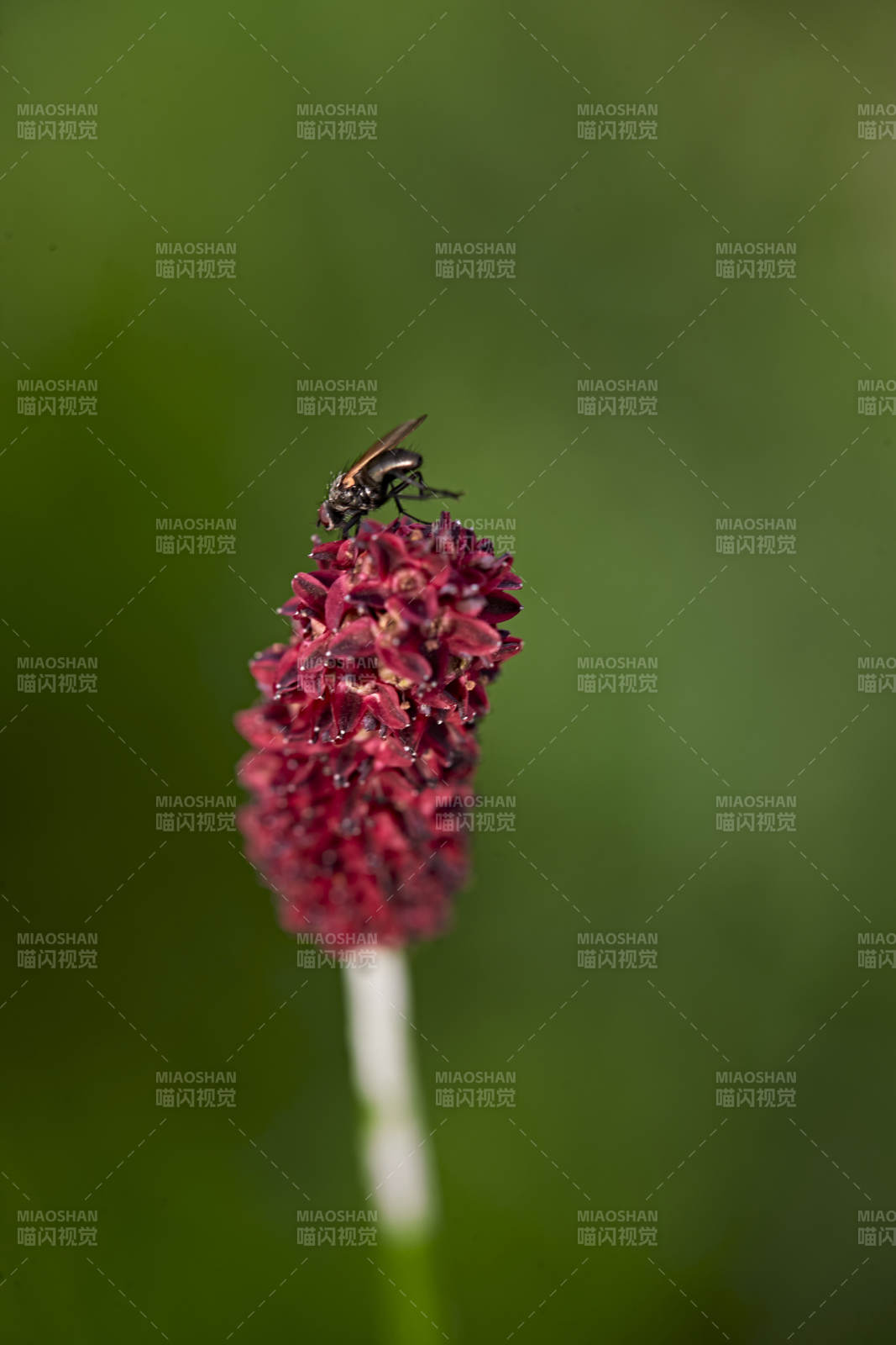 盛夏坝上草原绽放盛开的野花与昆虫图片