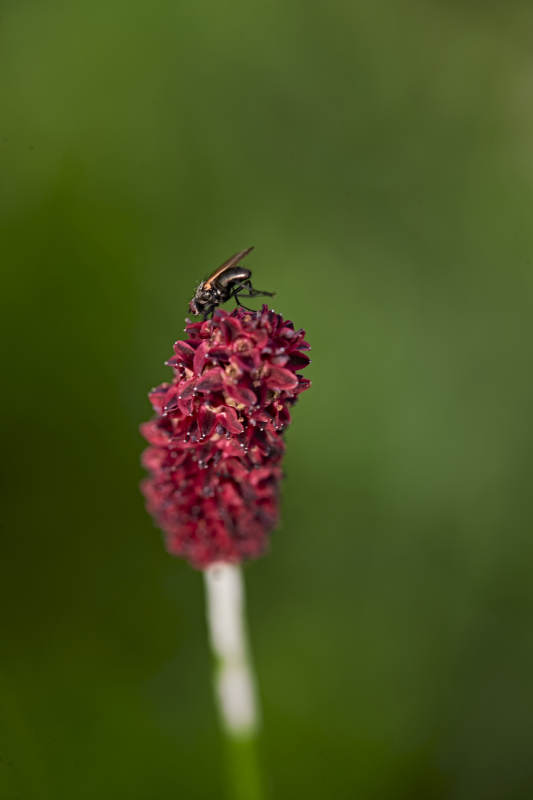 盛夏坝上草原绽放盛开的野花与昆虫图片
