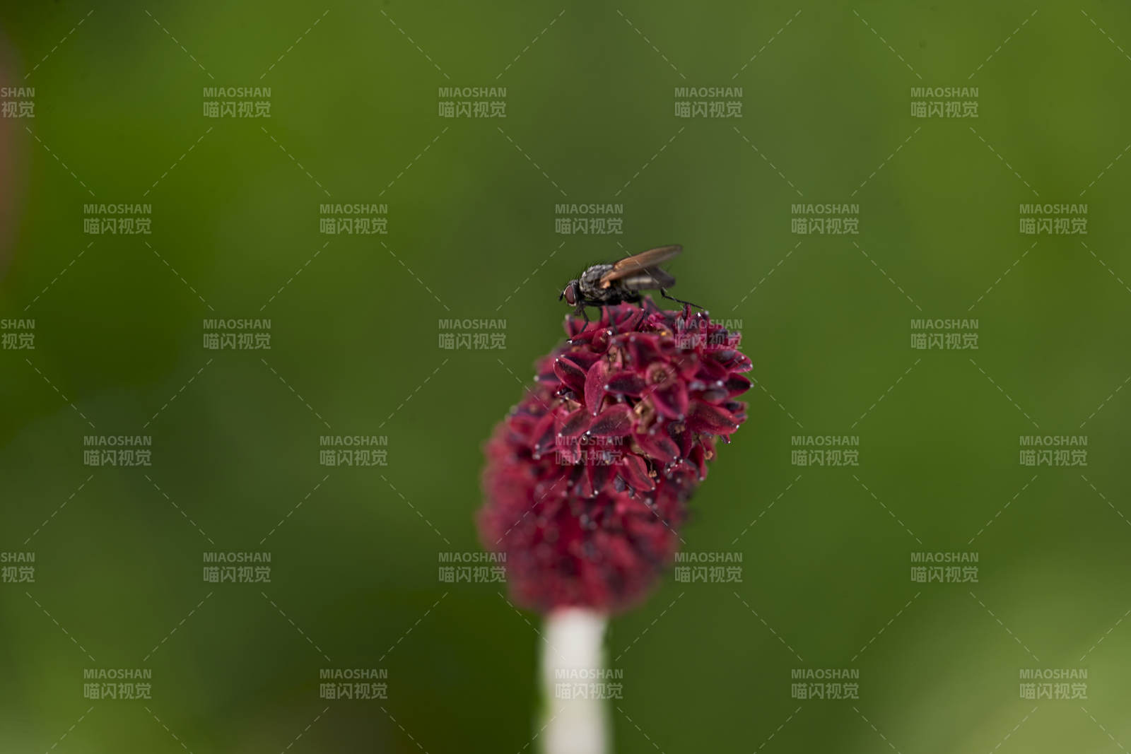 盛夏坝上草原绽放盛开的野花与昆虫图片