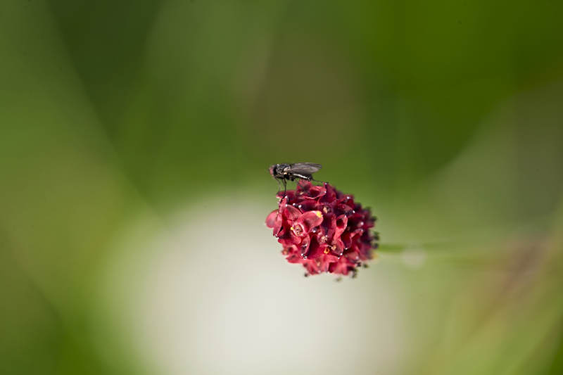 盛夏坝上草原绽放盛开的野花与昆虫图片