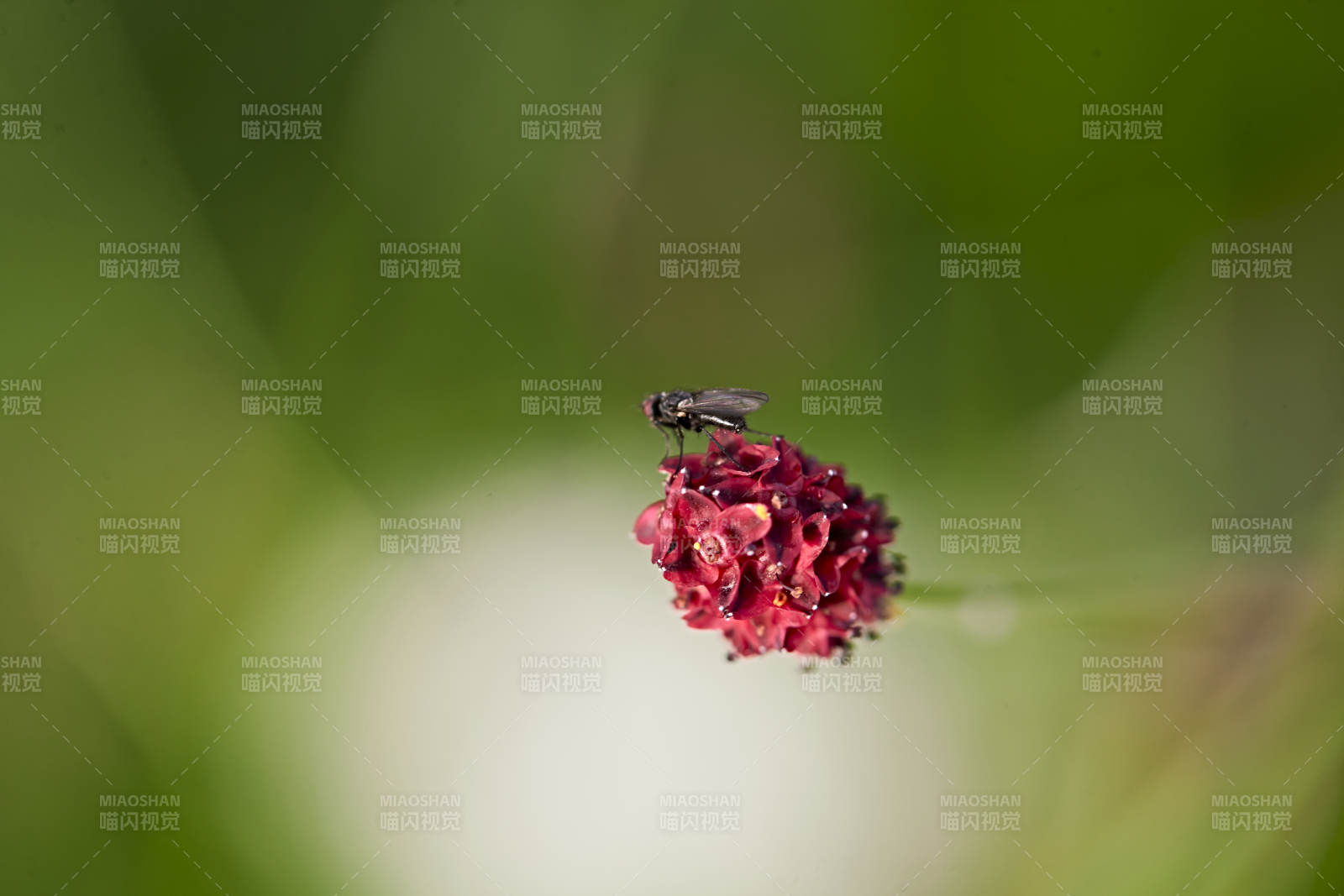 盛夏坝上草原绽放盛开的野花与昆虫图片