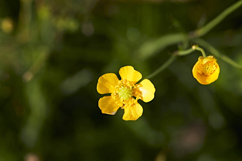 盛夏坝上草原绽放盛开的野花微距摄影图片