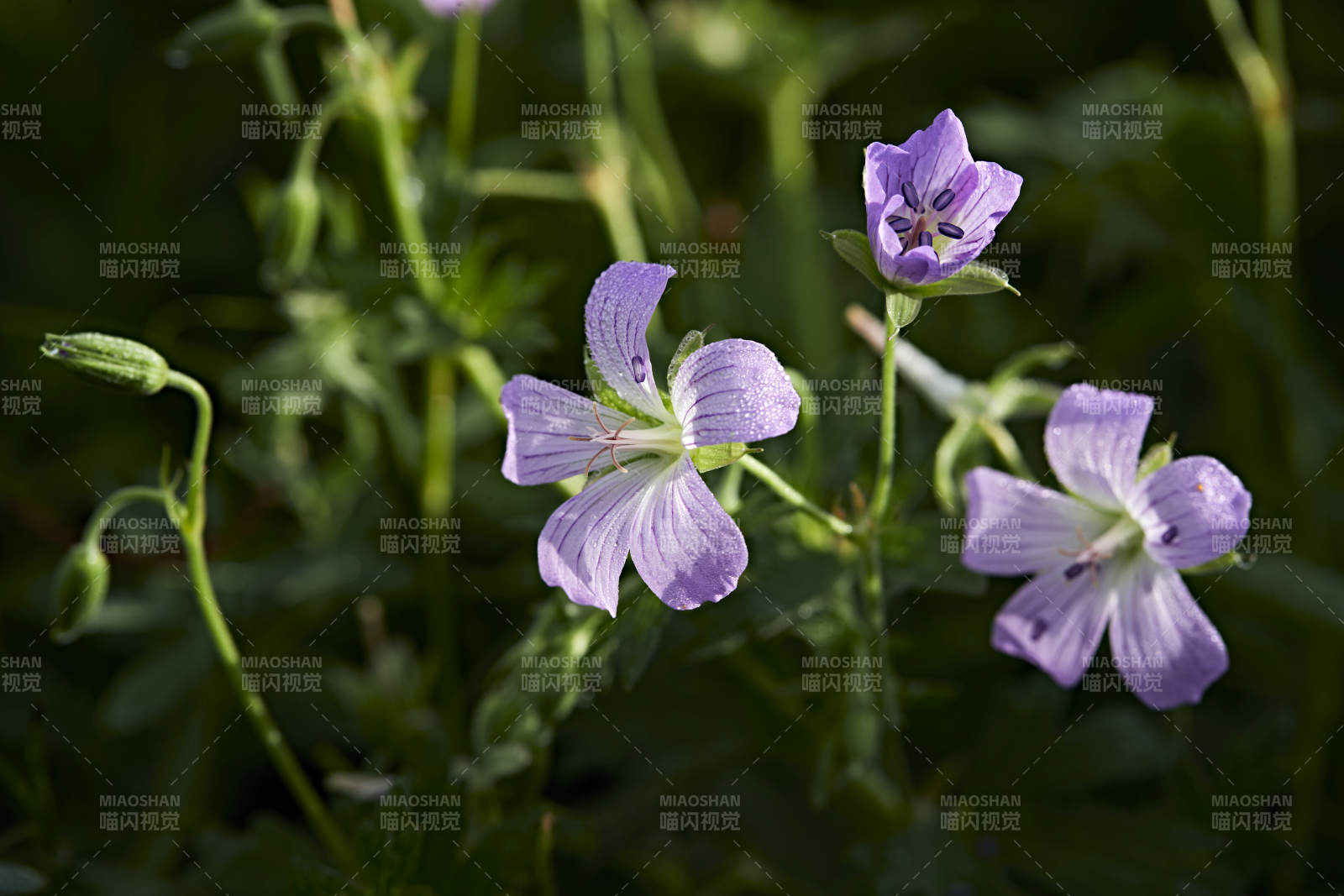 盛夏坝上草原绽放盛开的野花微距摄影图片