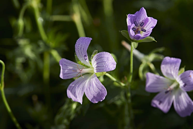 盛夏坝上草原绽放盛开的野花微距摄影图片