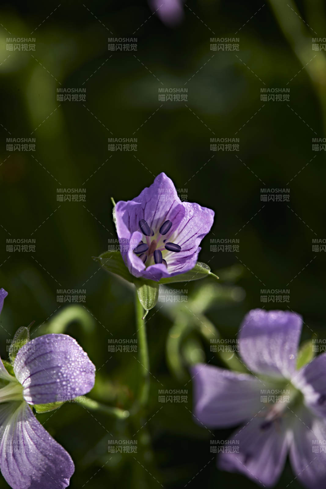 盛夏坝上草原绽放盛开的野花微距摄影图片