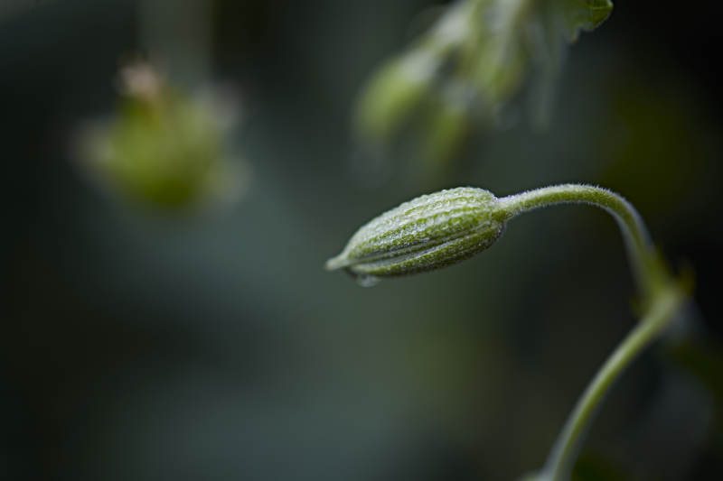 盛夏坝上草原绽放盛开的野花微距摄影图片