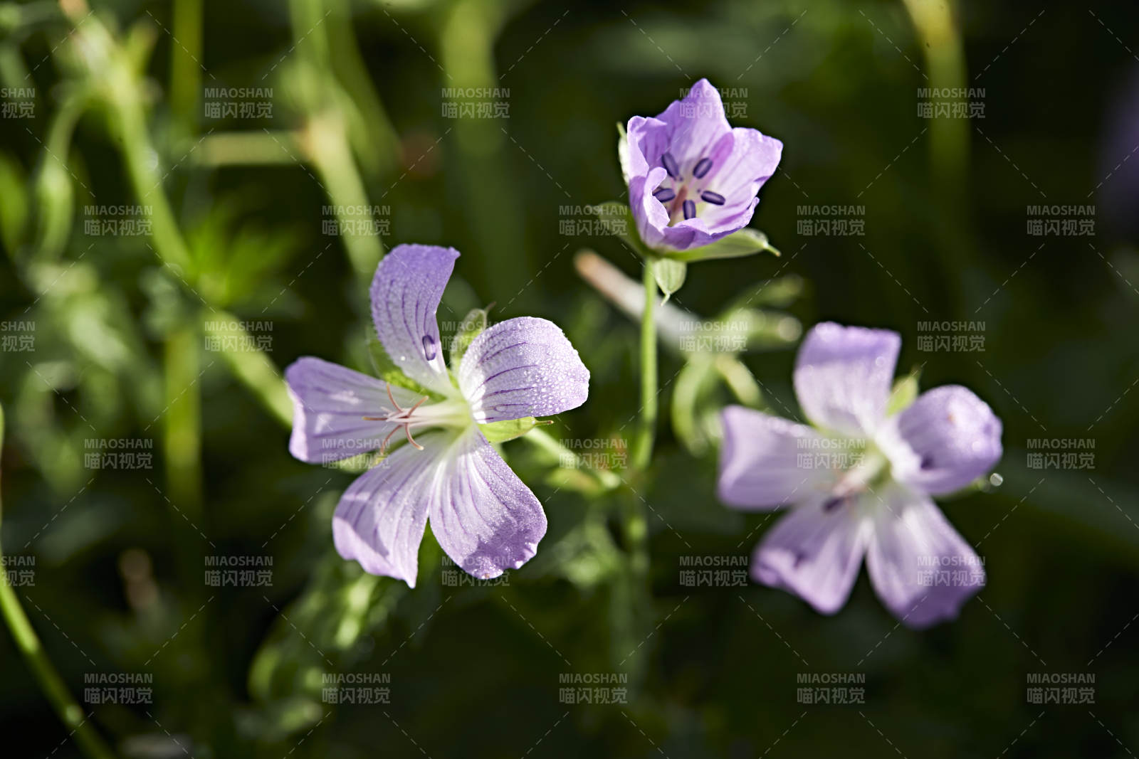 盛夏坝上草原绽放盛开的野花微距摄影图片