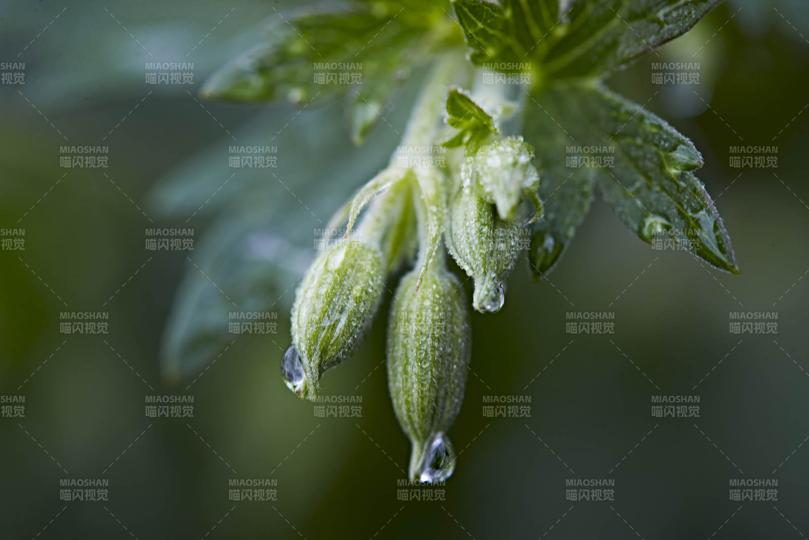 盛夏坝上草原绽放盛开的野花微距摄影图片
