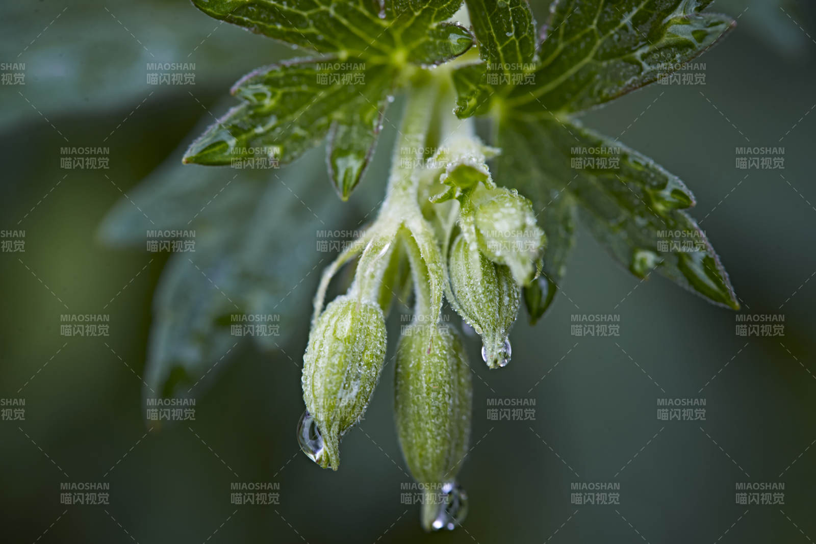 盛夏坝上草原绽放盛开的野花微距摄影图片