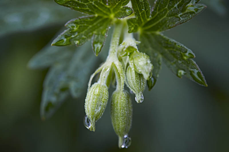盛夏坝上草原绽放盛开的野花微距摄影图片