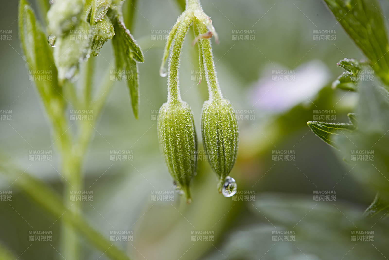 盛夏坝上草原绽放盛开的野花微距摄影图片
