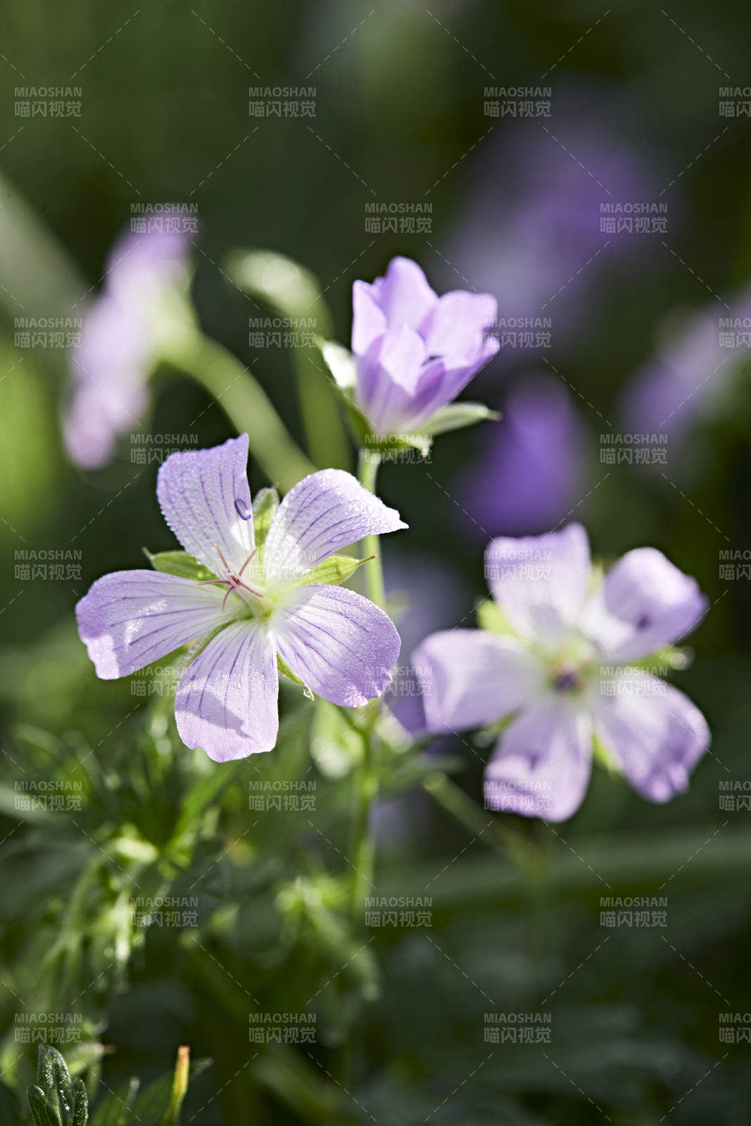 盛夏坝上草原绽放盛开的野花微距摄影图片