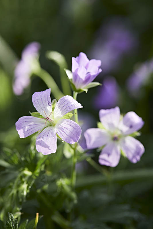 盛夏坝上草原绽放盛开的野花微距摄影图片