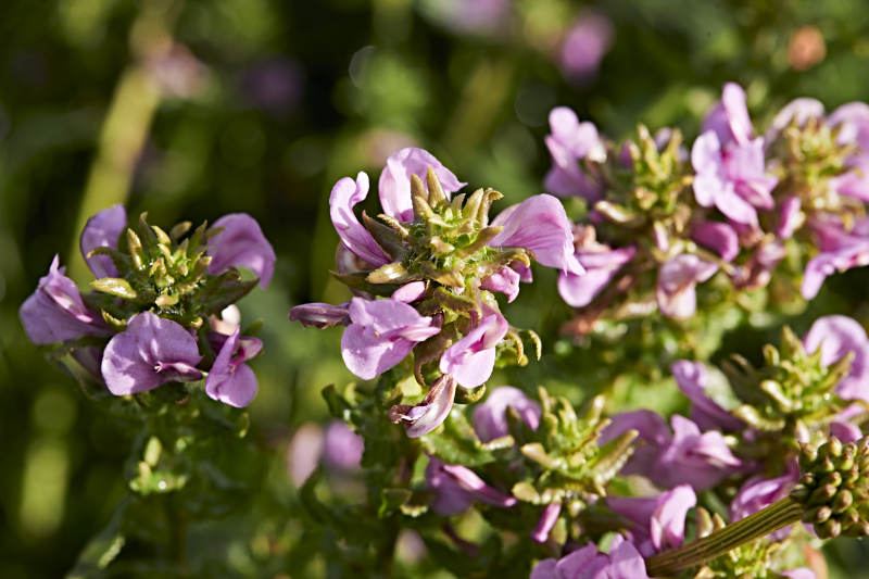 盛夏坝上草原绽放盛开的野花微距摄影图片