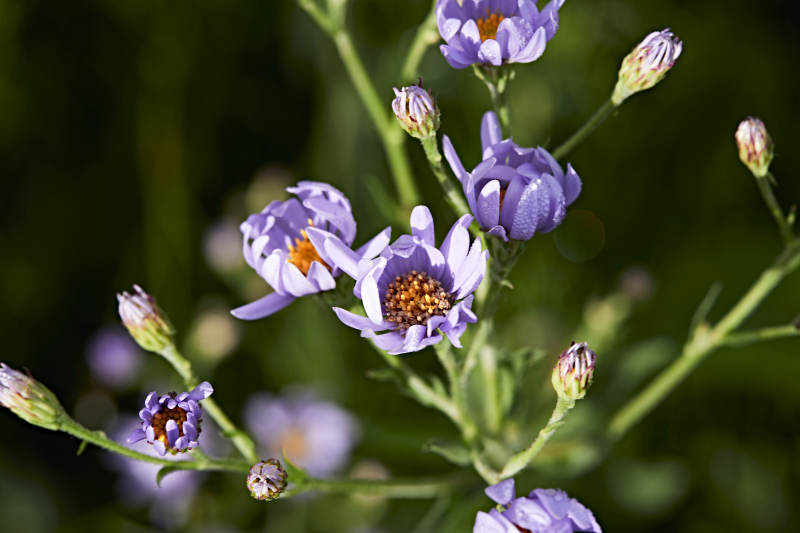 盛夏坝上草原绽放盛开的野花微距摄影图片