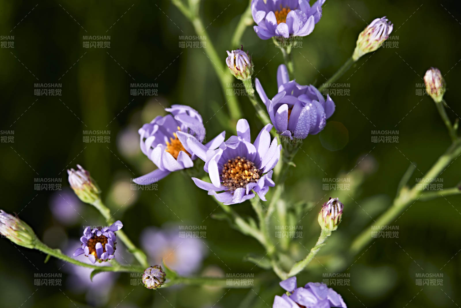 盛夏坝上草原绽放盛开的野花微距摄影图片