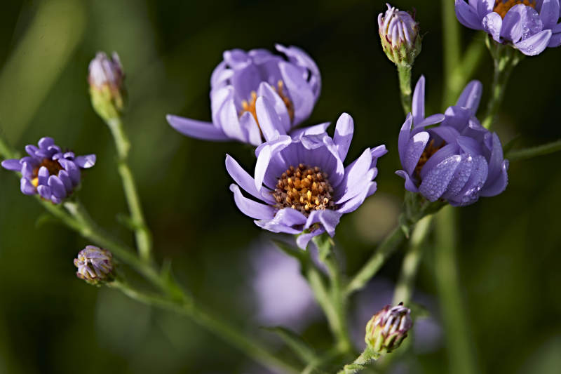 盛夏坝上草原绽放盛开的野花微距摄影图片