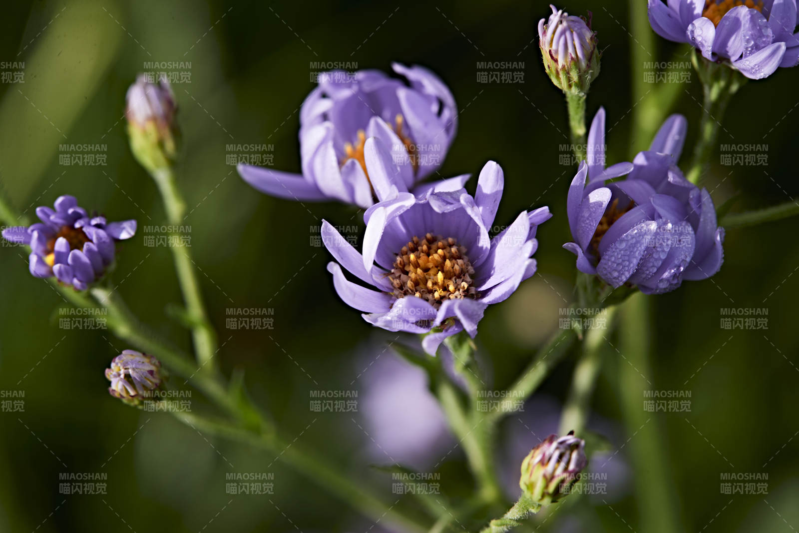 盛夏坝上草原绽放盛开的野花微距摄影图片