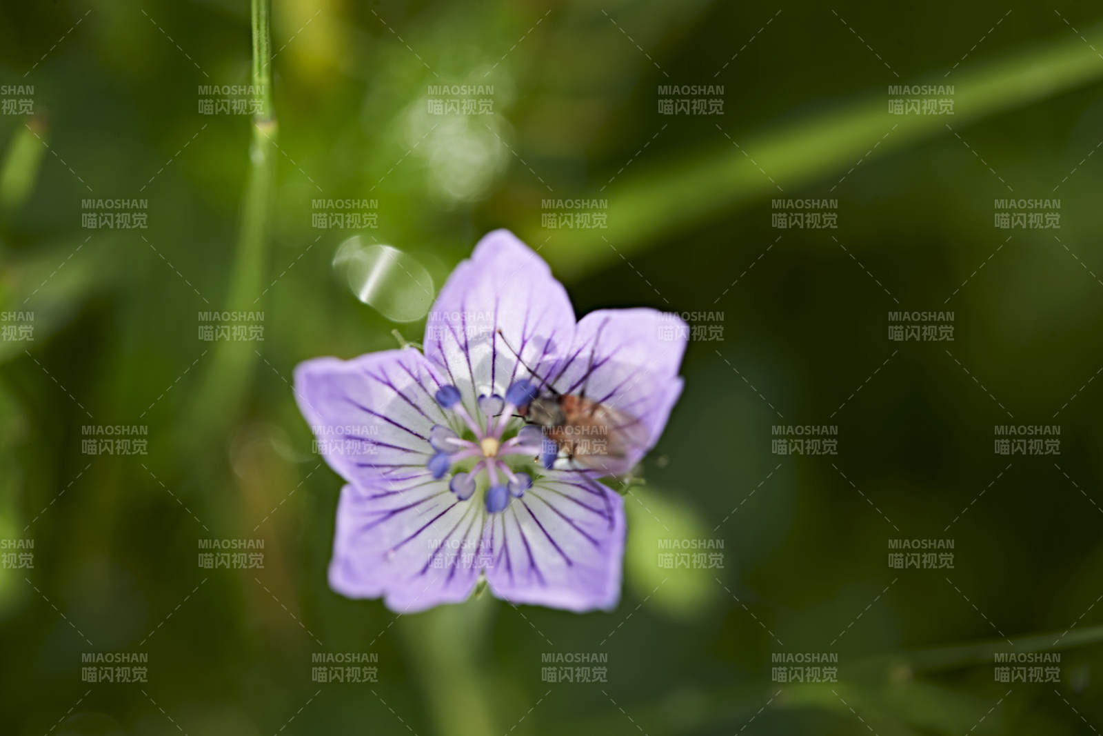 盛夏坝上草原绽放盛开的野花与昆虫图片