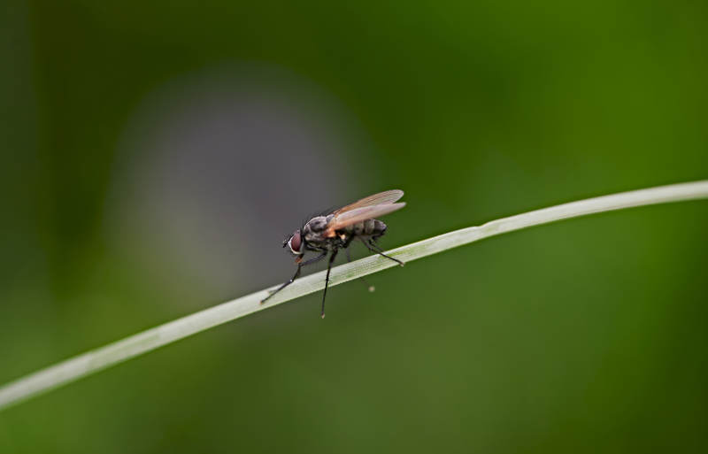盛夏坝上草原的昆虫野草微距摄影图片