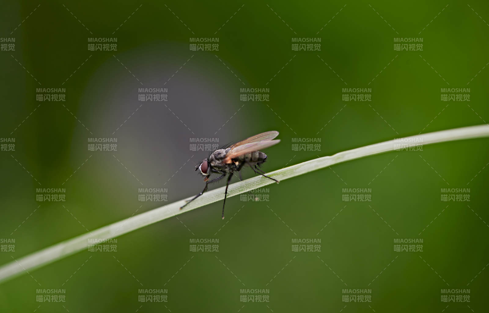盛夏坝上草原的昆虫野草微距摄影图片