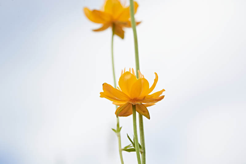 草原上盛开的金莲花图片