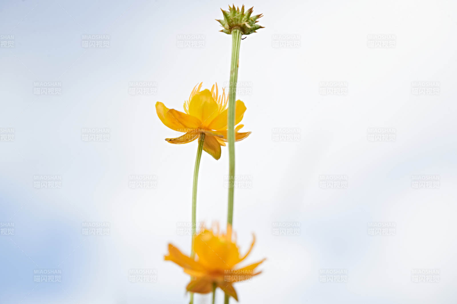 草原上盛开的金莲花图片