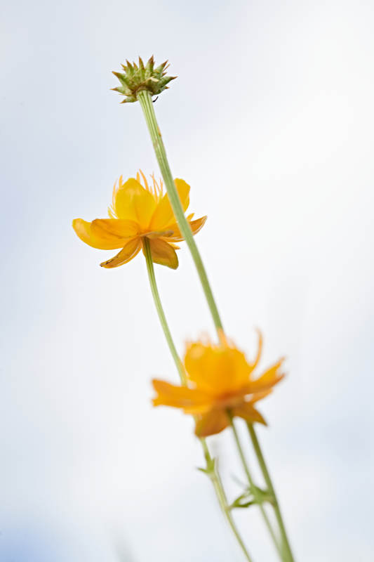 草原上盛开的金莲花图片