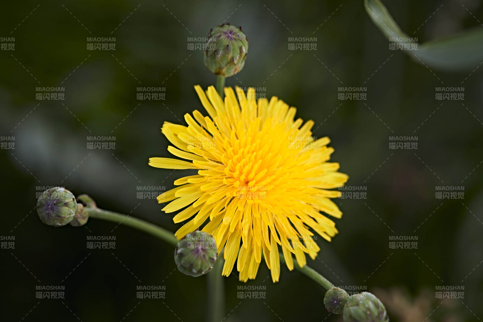 盛夏坝上草原绽放盛开的野花微距摄影图片