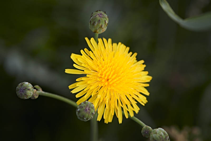 盛夏坝上草原绽放盛开的野花微距摄影图片