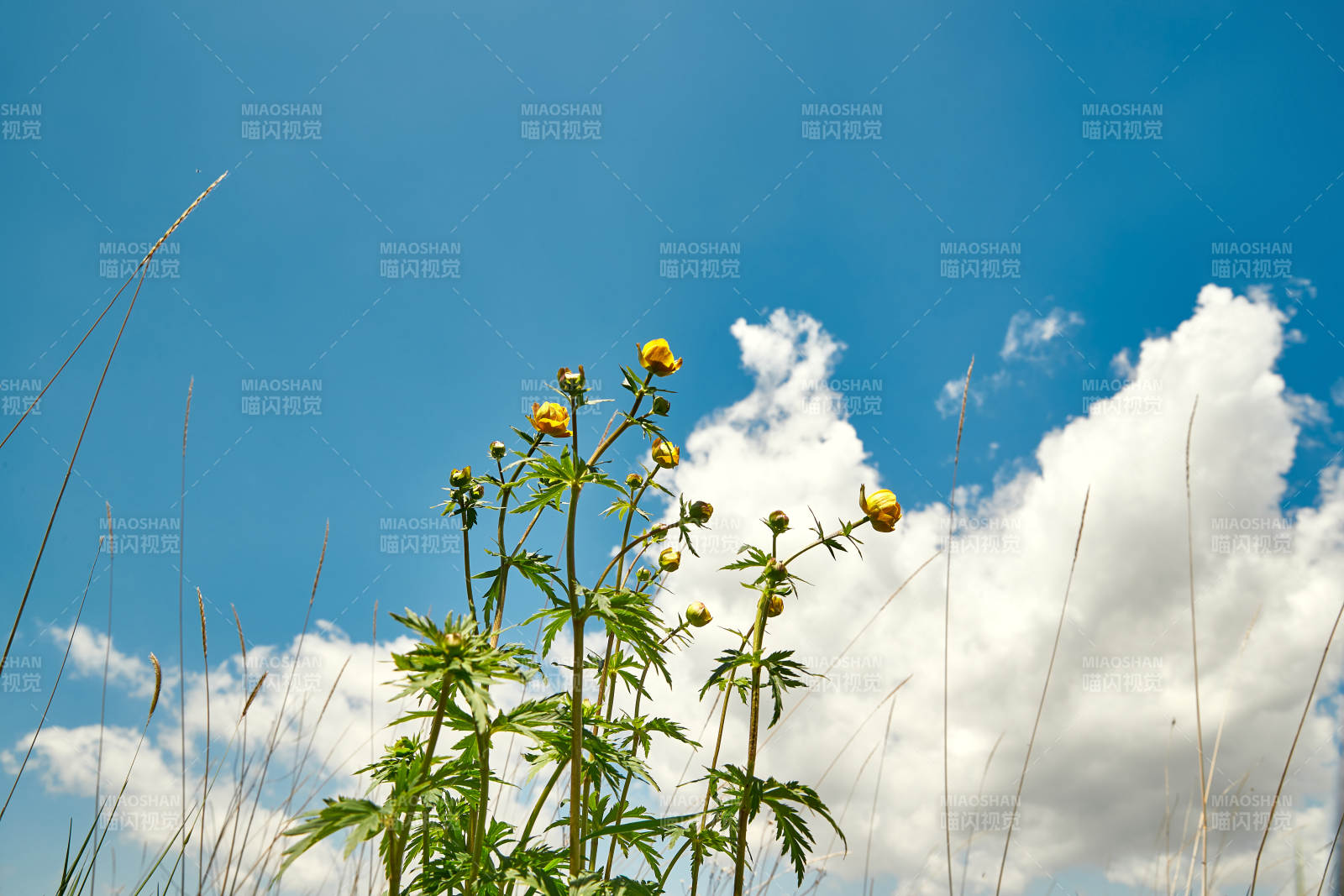 中国河北省张家口沽源县天鹅湖景区湿地花海图片