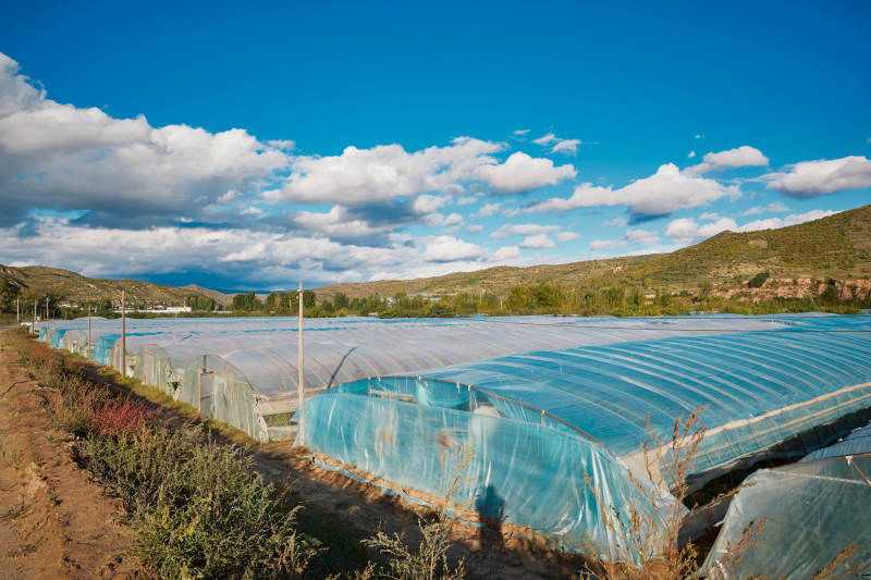 中国河北省张家口市崇礼县四杆旗村蔬菜大棚种植图片