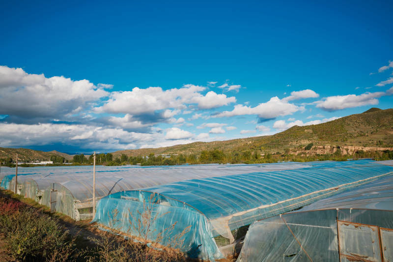 中国河北省张家口市崇礼县四杆旗村蔬菜大棚种植图片