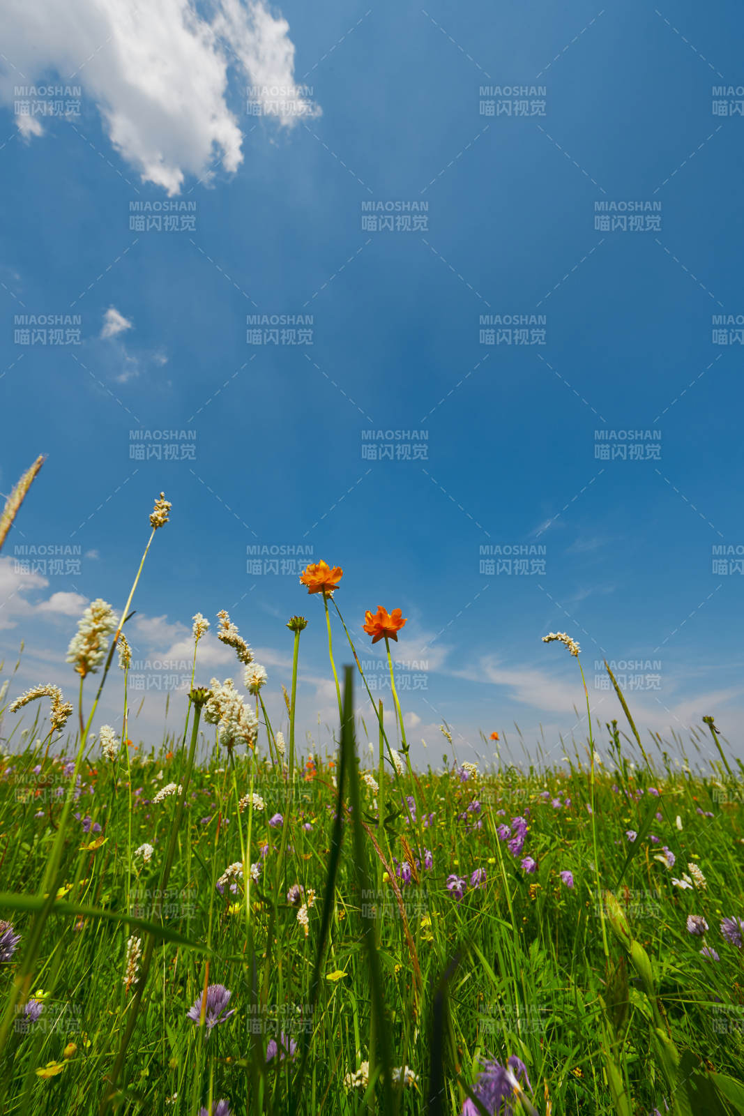 中国河北省张家口沽源县天鹅湖景区湿地花海图片