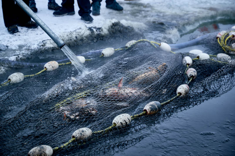 冬季湖面冰上捕鱼活动图片