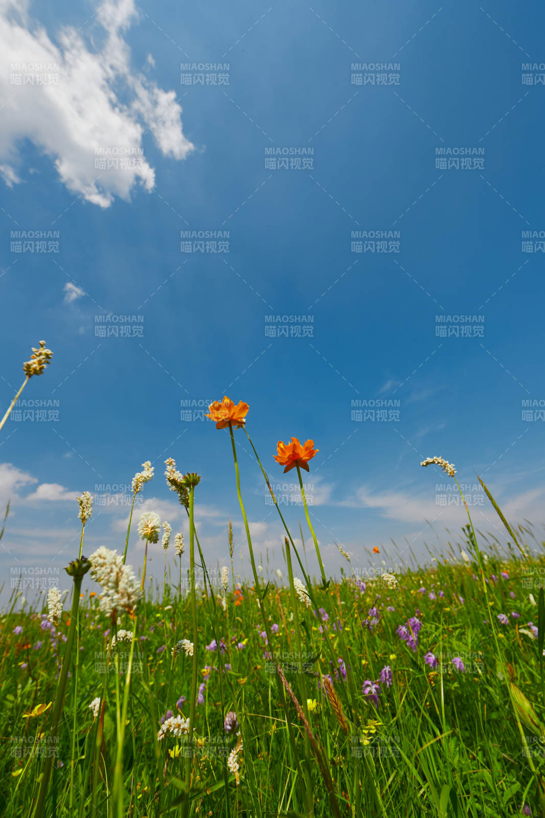 中国河北省张家口沽源县天鹅湖景区湿地花海图片