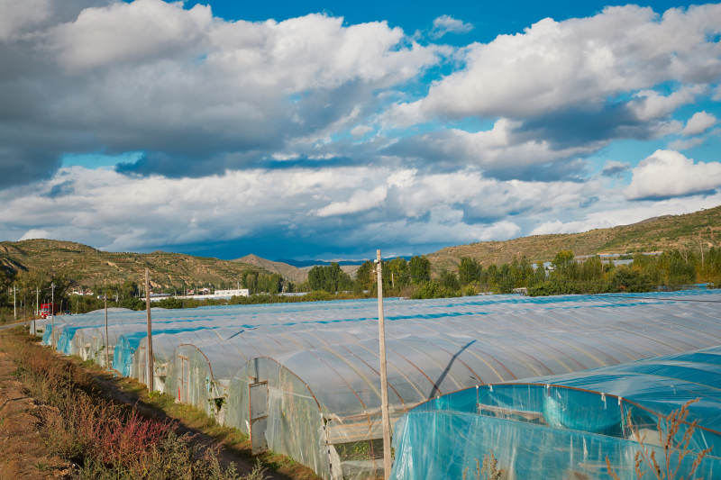 中国河北省张家口市崇礼县四杆旗村蔬菜大棚种植图片