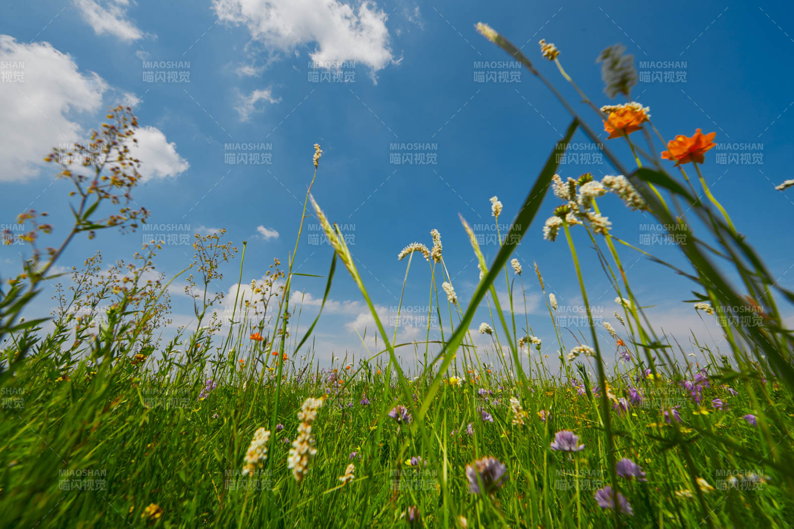 中国河北省张家口沽源县天鹅湖景区湿地花海图片