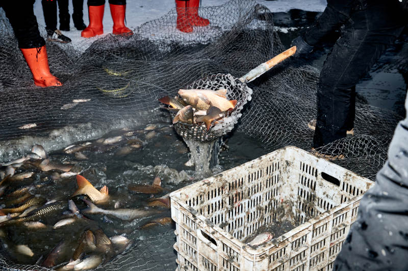 冬季湖面冰上捕鱼活动图片