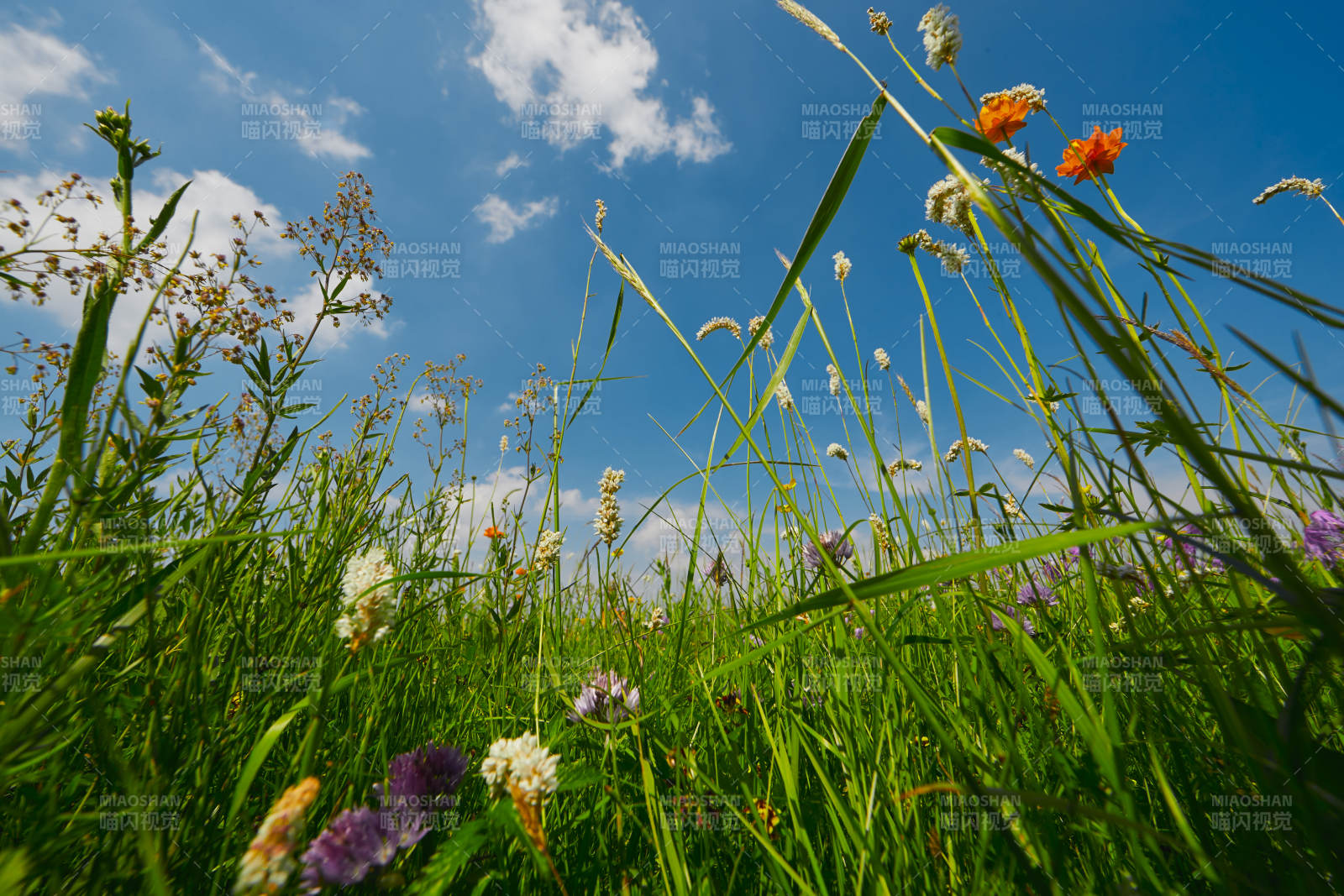 中国河北省张家口沽源县天鹅湖景区湿地花海图片