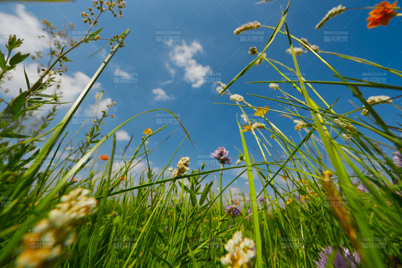 中国河北省张家口沽源县天鹅湖景区湿地花海图片