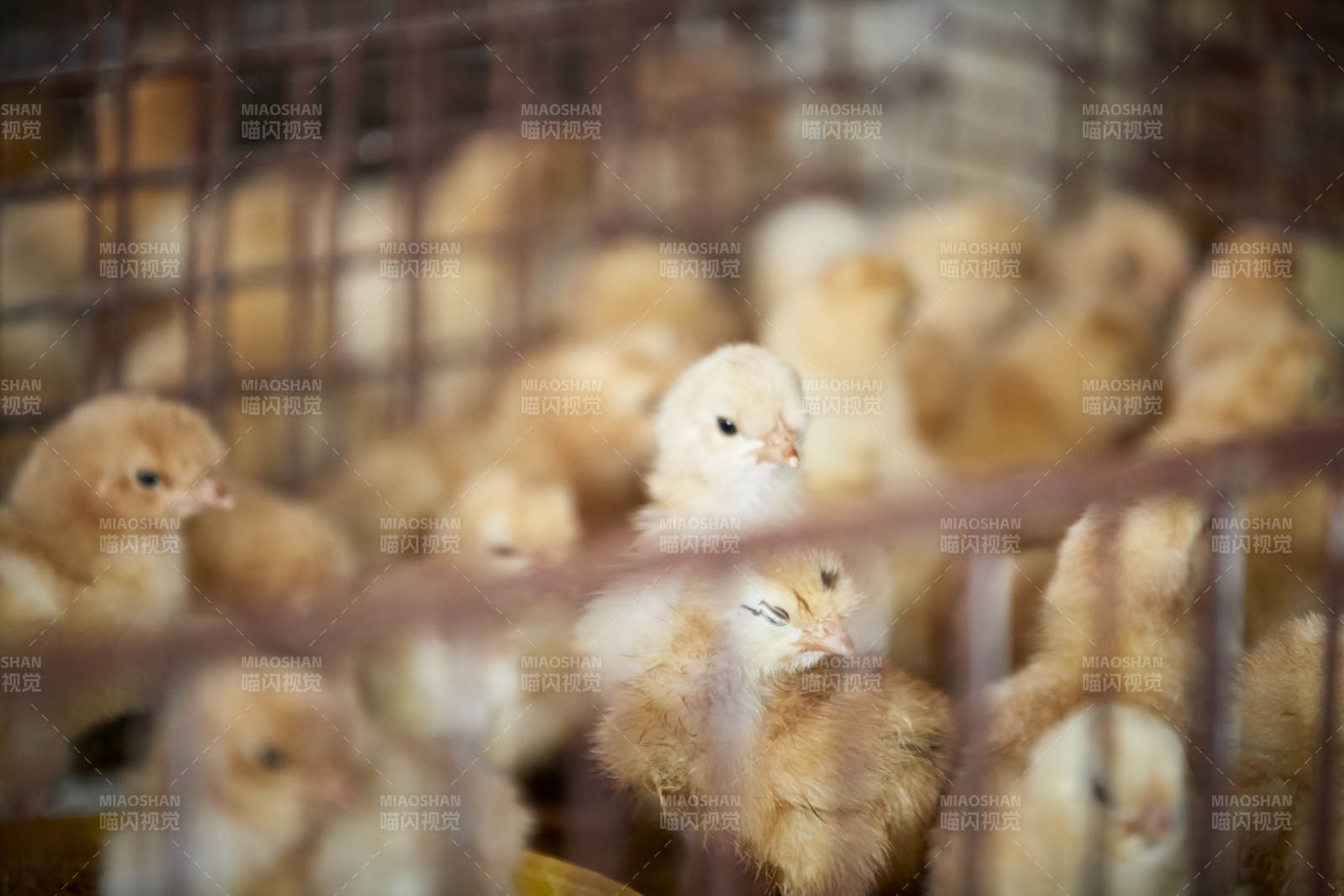 散养状态下散步在草地上的健康北京油鸡图片