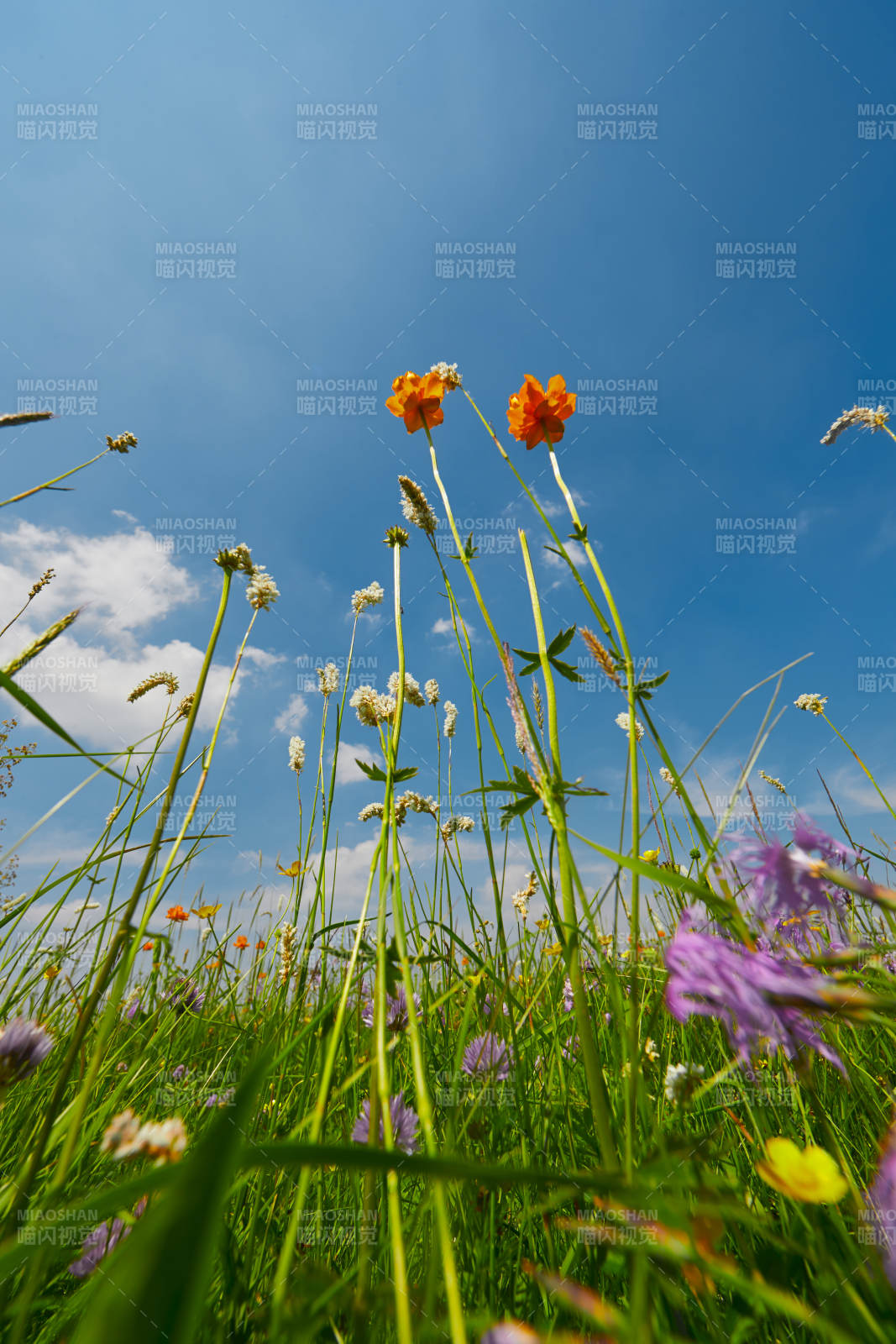中国河北省张家口沽源县天鹅湖景区湿地花海图片