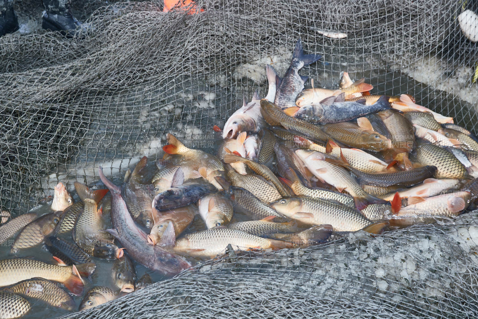 中国河北张家口沽源县库伦淖冬捕活动现场图片