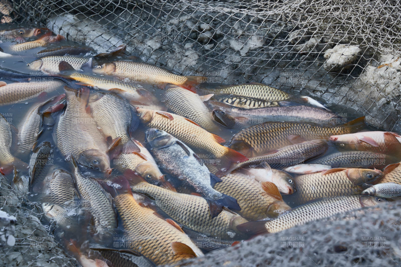 中国河北张家口沽源县库伦淖冬捕活动现场图片