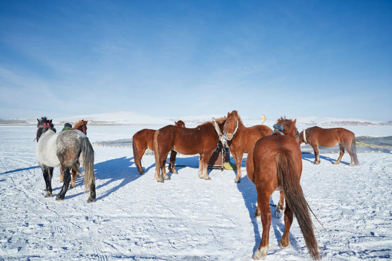 冬季冻结的湖面上的马匹图片