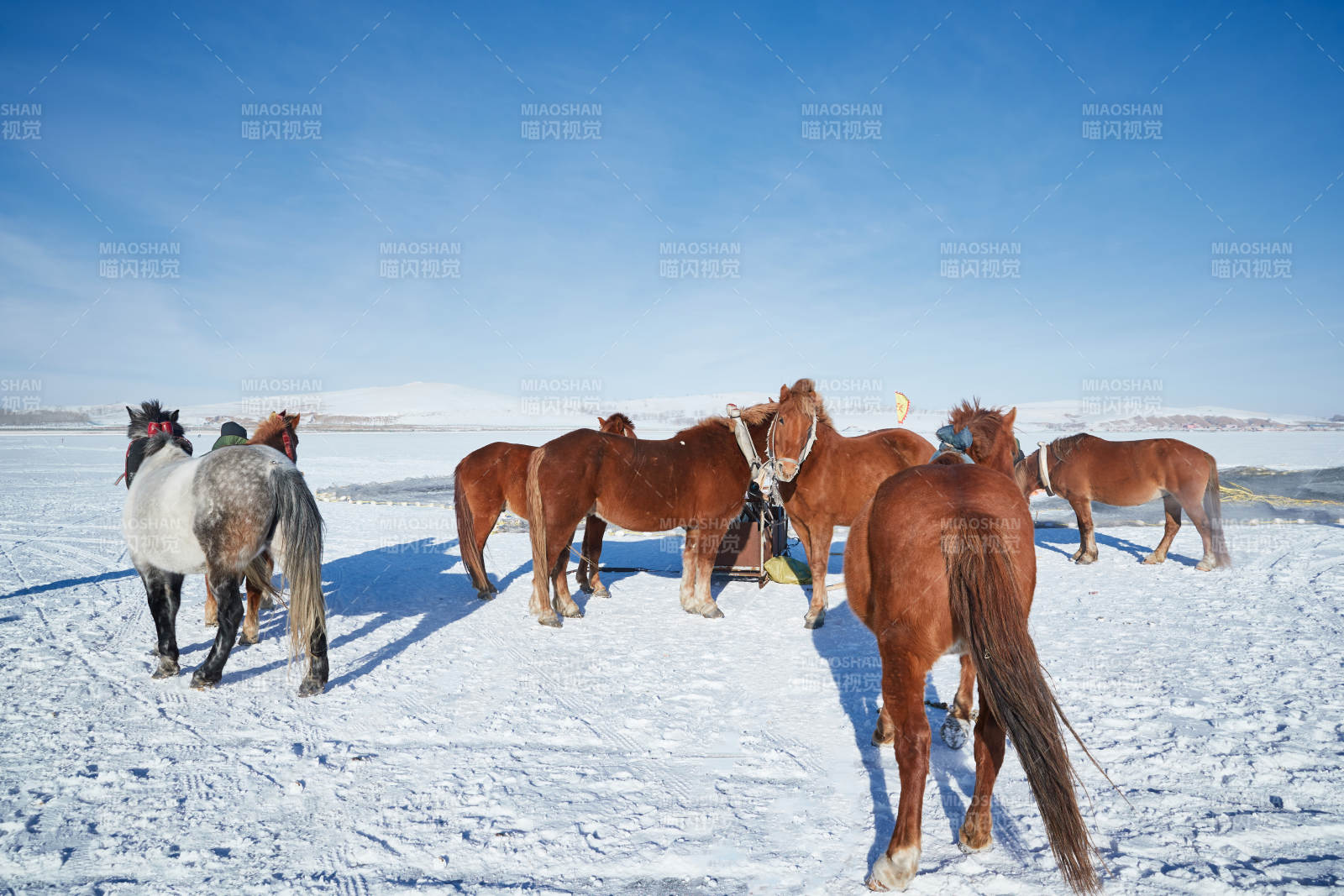 冬季冻结的湖面上的马匹图片